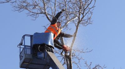 The 4 First Steps to Take If a Tree Branch Falls on Your Roof