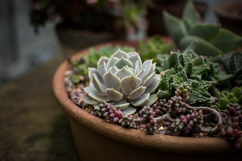 4 Benefits Of Taking Care Of Succulents