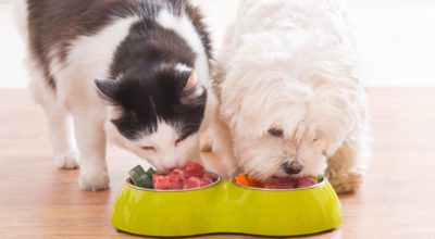 How To Know If Your Pet Needs Additional Nutritional Supplementation