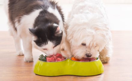 How To Know If Your Pet Needs Additional Nutritional Supplementation