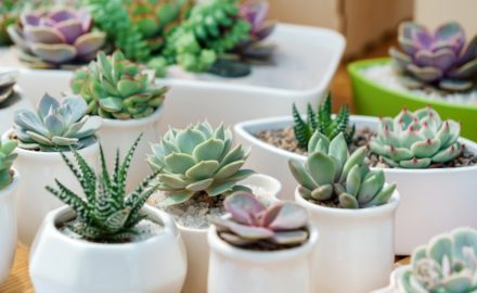 4 Benefits Of Taking Care Of Succulents