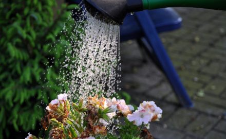 How to Water a Garden?