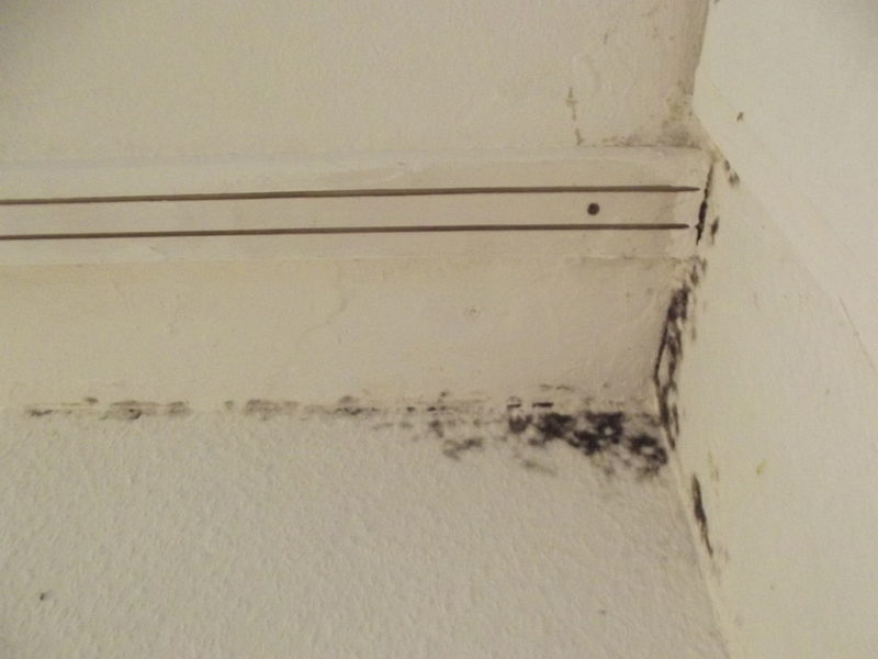 Removing Black Mold: DIY Mold Removal or Professional Help?