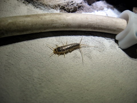 What Are Silverfish and What They Are Doing in Your Home