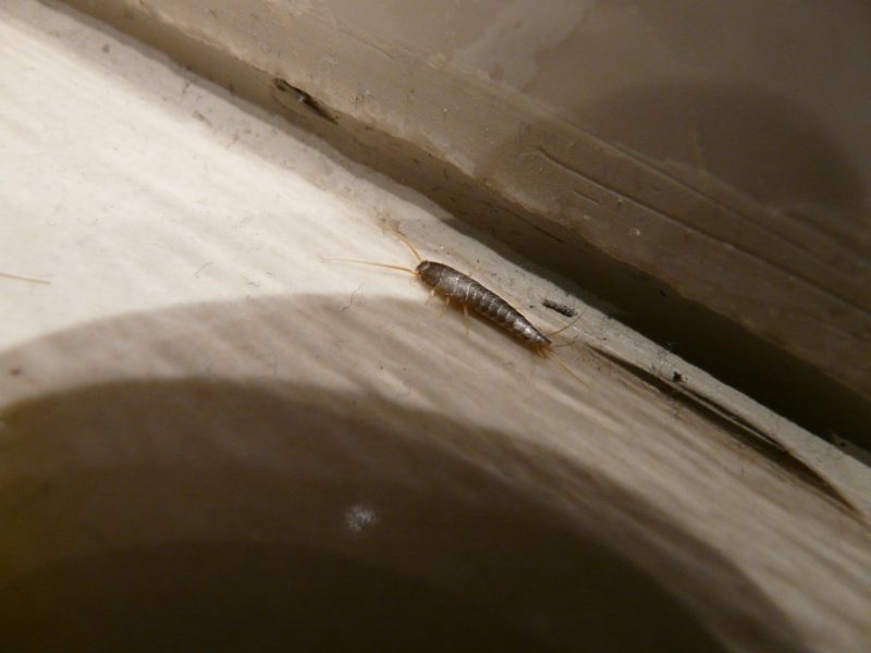 What Are Silverfish and What They Are Doing in Your Home