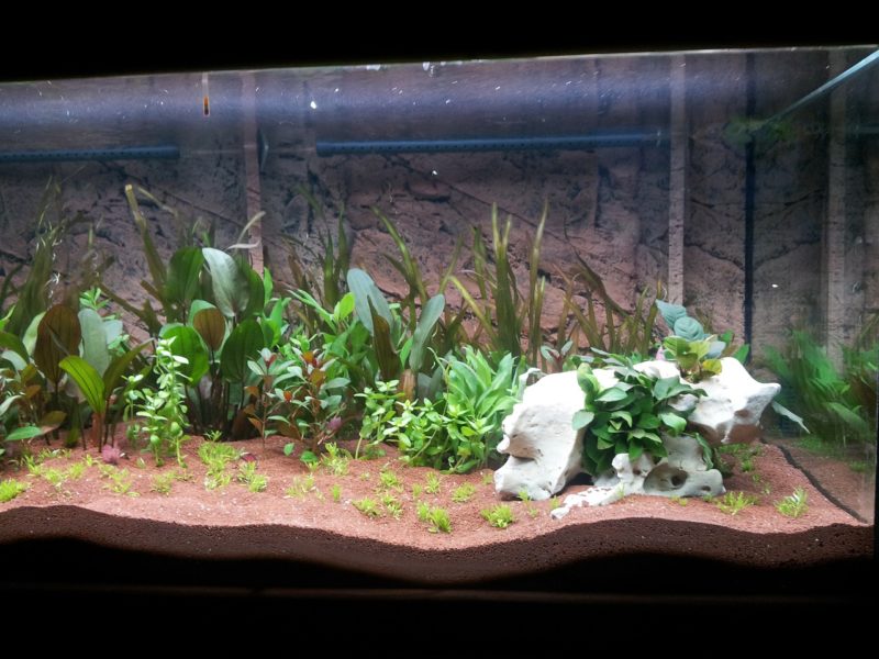 The Beginner’s Guide to Setting Up an Aquarium