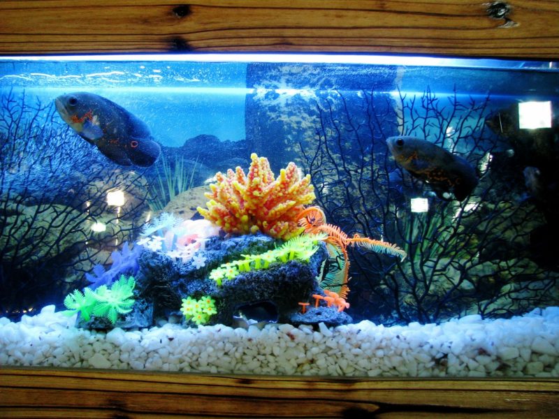 The Beginner’s Guide to Setting Up an Aquarium