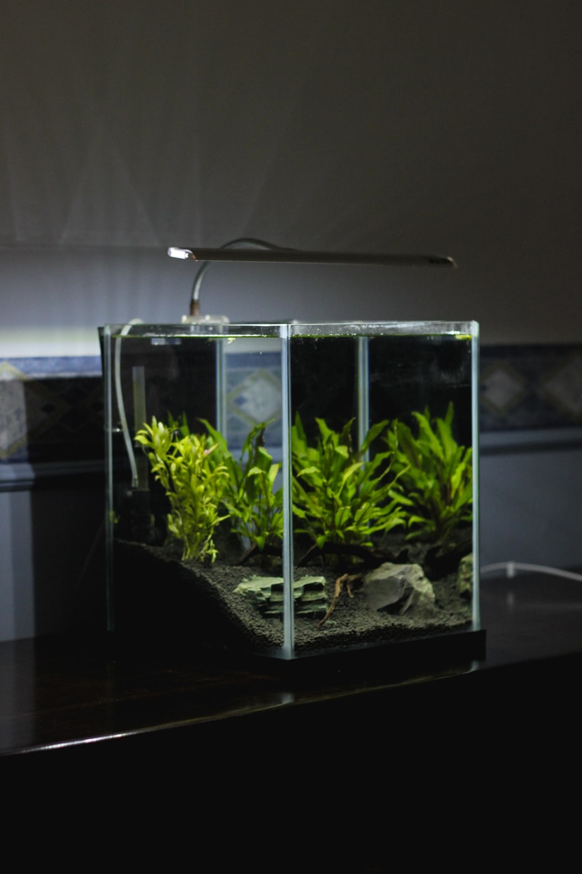 The Beginner’s Guide to Setting Up an Aquarium - BeautyHarmonyLife