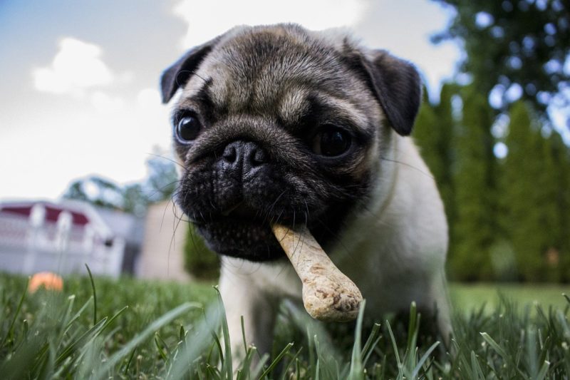 Are Treats Good For Your Dog's Dental Health?