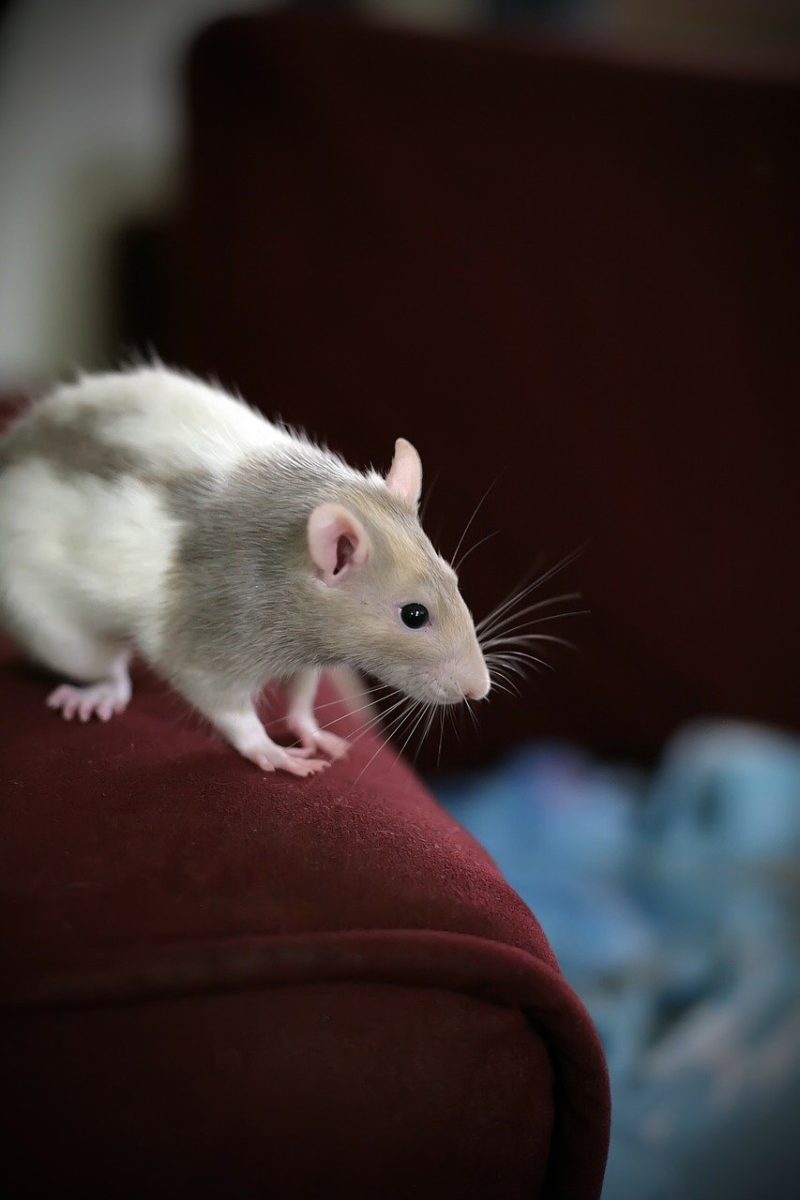 How to Get Rid of Mice This Winter