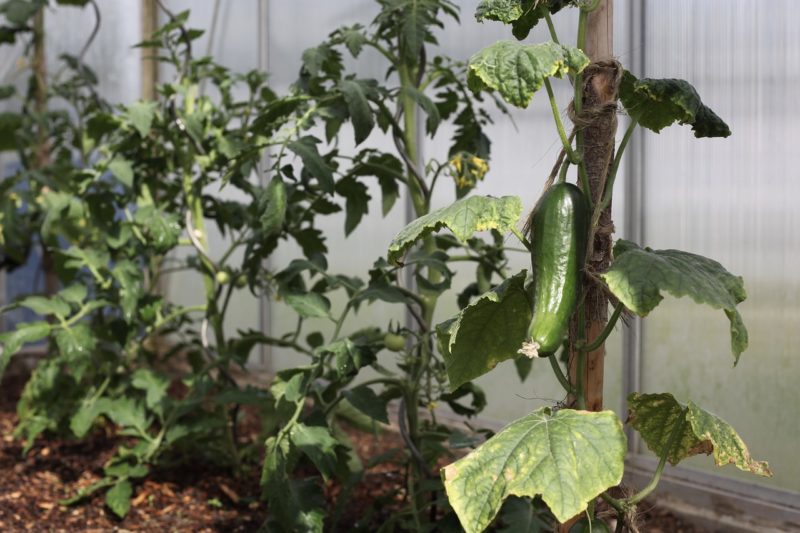 6 Reasons to Own a Greenhouse