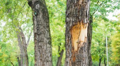 4 Tips To Understanding Tree Health On Your Property