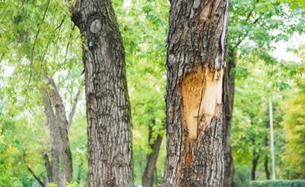 4 Tips To Understanding Tree Health On Your Property