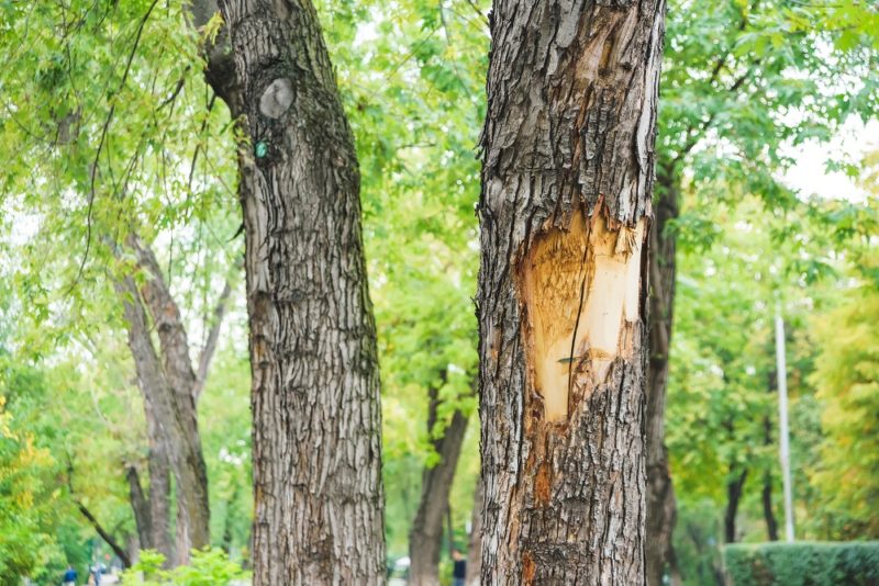 What to Do (and Not to Do) When You Have a Dead Tree on Your Property