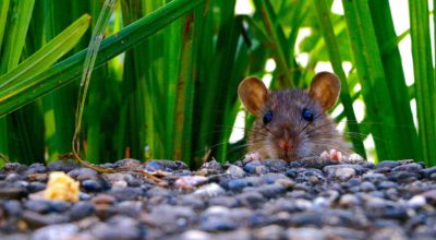Rats in Your Roses? Tricks for Keeping Rodents Out of Your Garden