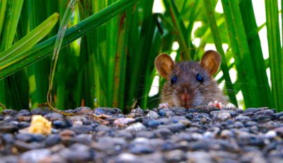 Rats in Your Roses? Tricks for Keeping Rodents Out of Your Garden