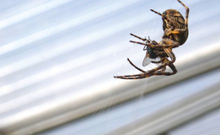 5 Pests That Will Try to Get Into Your Home This Spring