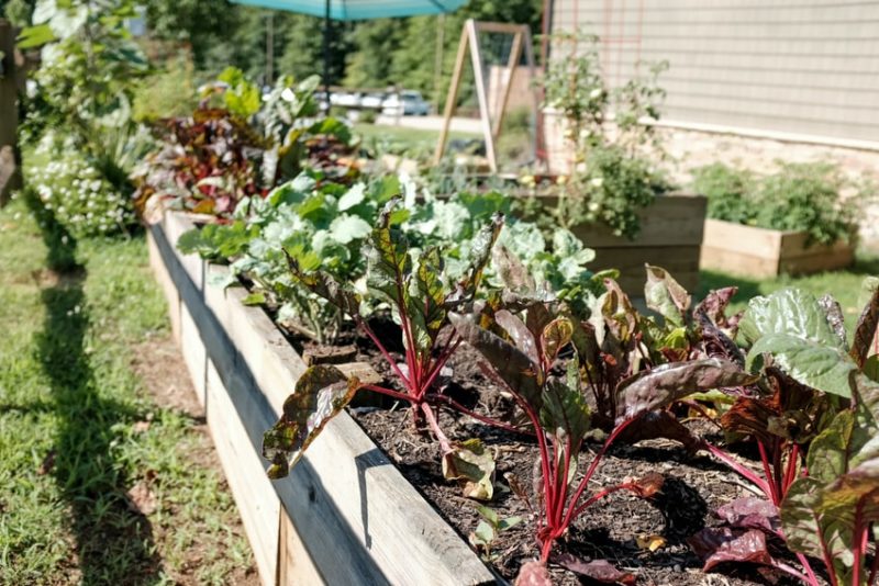 8 Gardening Tips for Beginners: What to do with your First Garden