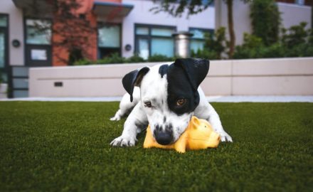 5 Benefits of Choosing Turf for Pet Owners