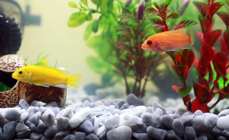 The Surprising Health Benefits of a Home Aquarium