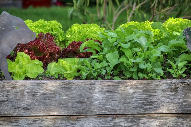 How to Grow a Garden That Gives You Bountiful Harvests All Year