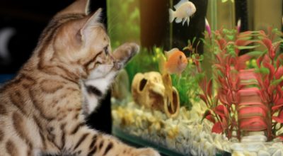 The Surprising Health Benefits of a Home Aquarium