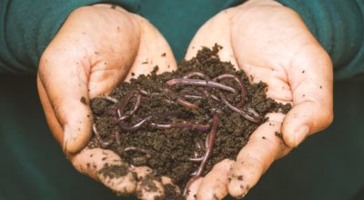 Turn These 7 Household Wastes Into Healthy Compost for Your Garden