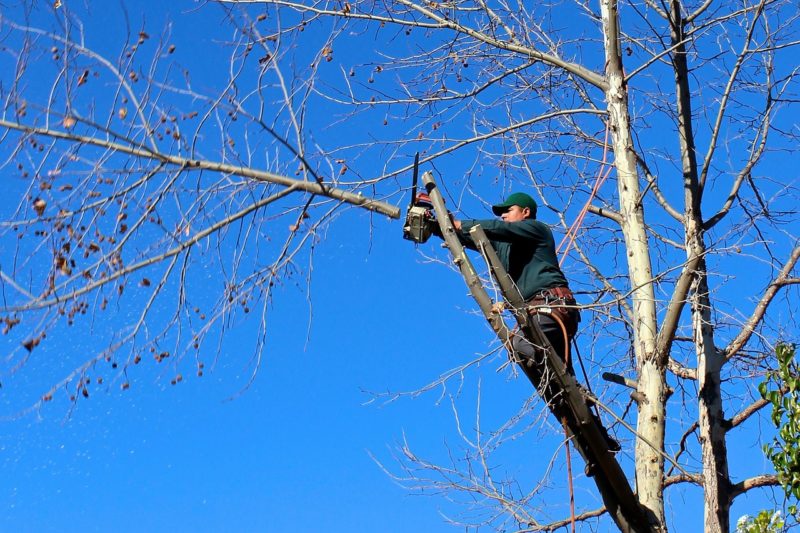 What to Do (and Not to Do) When You Have a Dead Tree on Your Property