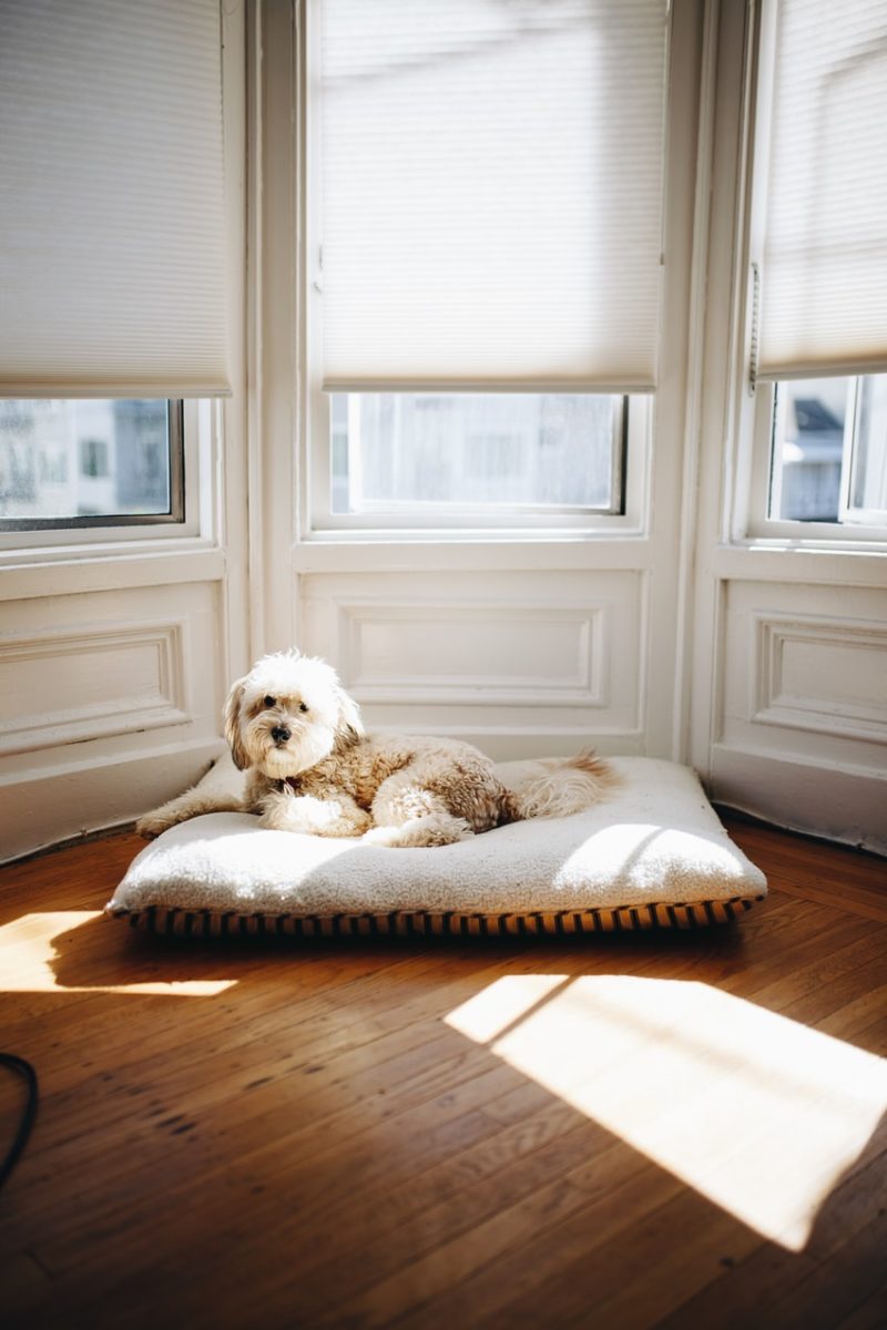 Creating a Pet-Friendly Home: Tips and Ideas for Happy Pets and Owners