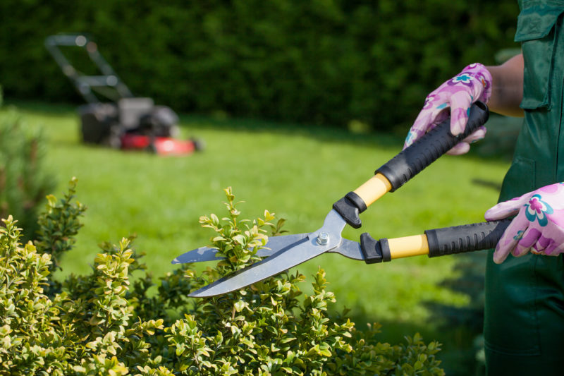 Tree Care, Lawn Maintenance, And Landscaping: How To Do It Right