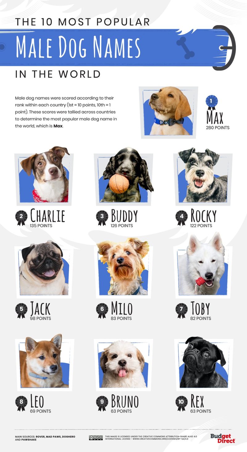 A Country by Country Breakdown of the World’s Favourite Dog Names!