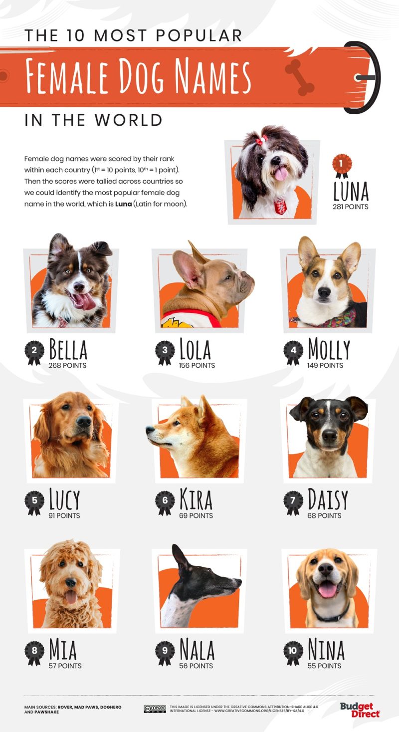 A Country by Country Breakdown of the World’s Favourite Dog Names!