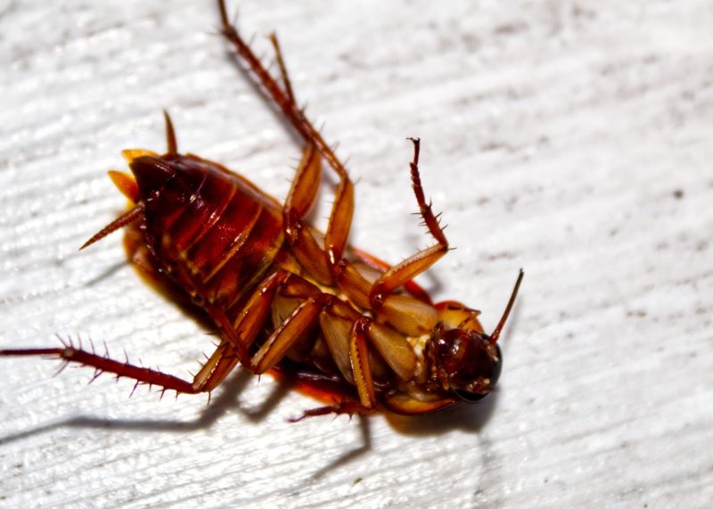 Household Pests That Are Most Harmful To Your Health
