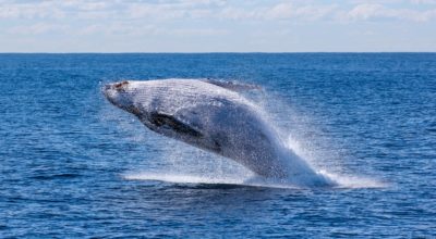 The Best Places in Australia for Whale Watching