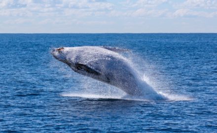 The Best Places in Australia for Whale Watching