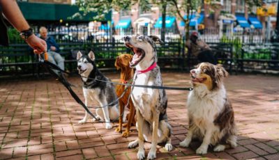 New Research Reveals the World’s Best Behaved Dog Breeds