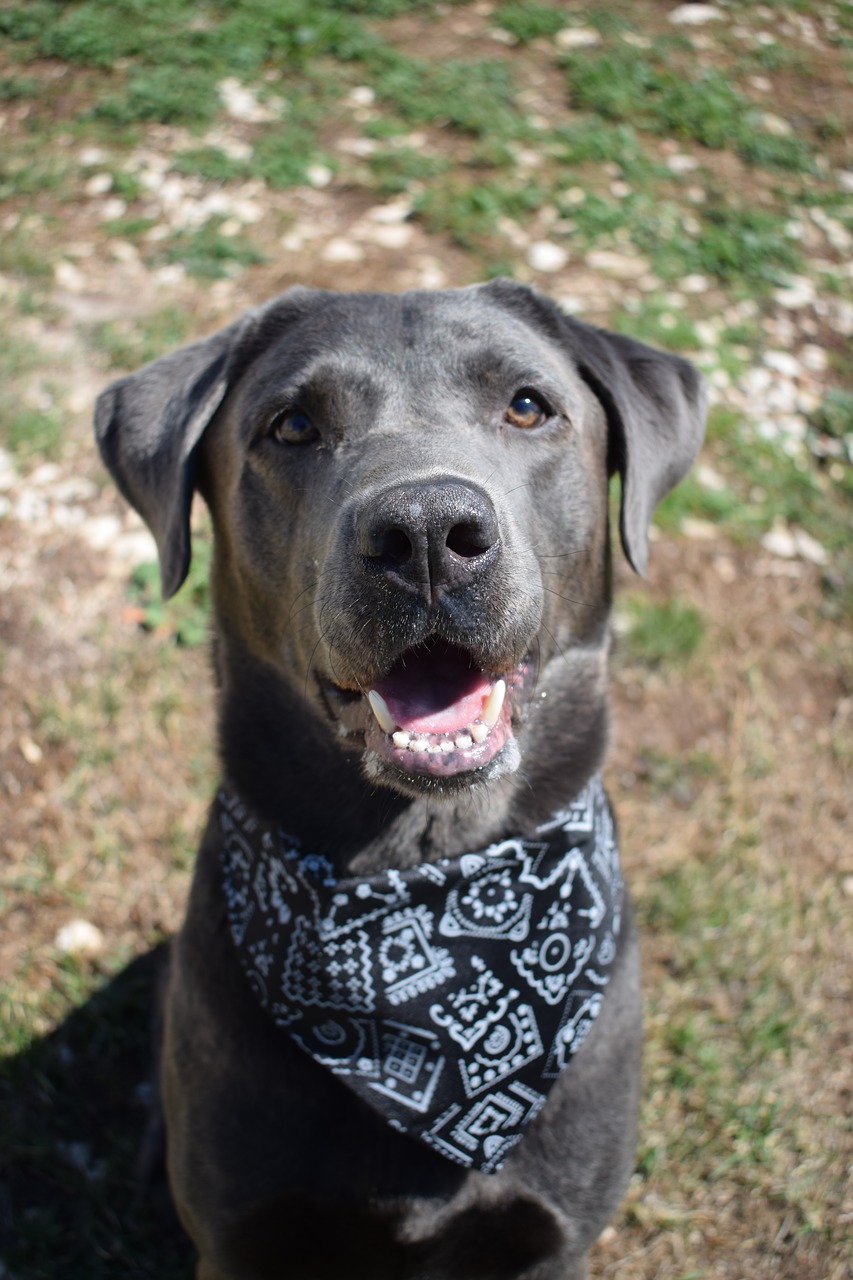 How to Prepare For a New Silver Labrador Retriever - BeautyHarmonyLife