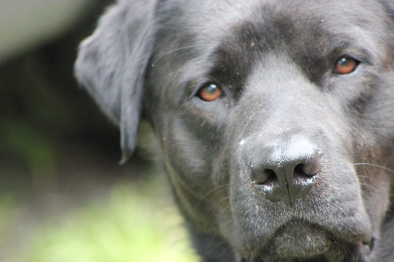 How to Prepare For a New Silver Labrador Retriever