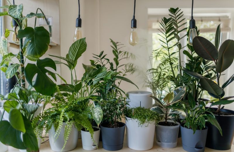 How to Start an Indoor Garden in your Home