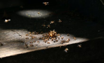 Reasons Why You Shouldn’t Ignore Termites in the House