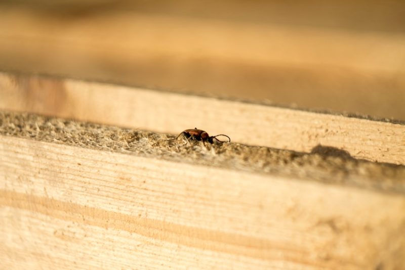 What To Look for When You Think You Have Termites