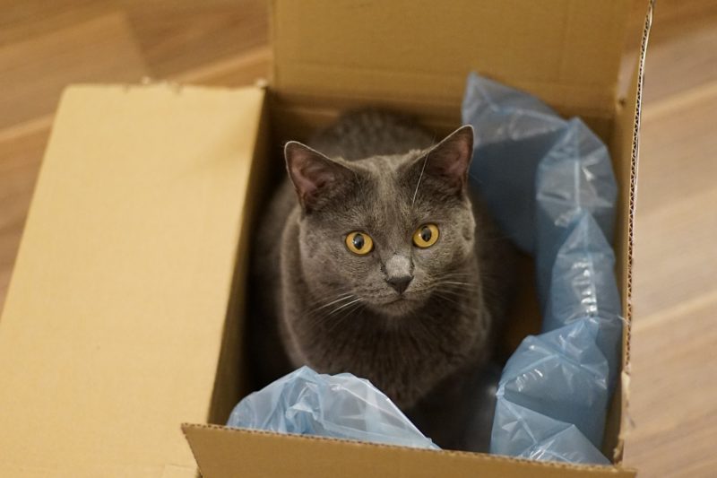 Important Rules Follow When Moving With Pets