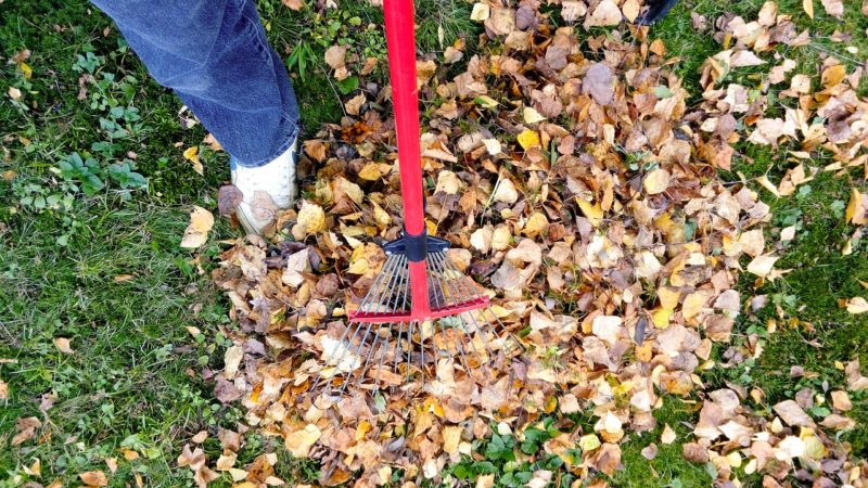 Important Landscaping to Have on Your Radar for Fall