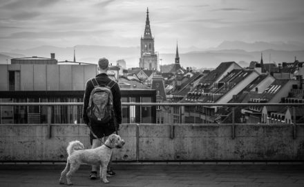 The Best Cities in the World to Have a Dog