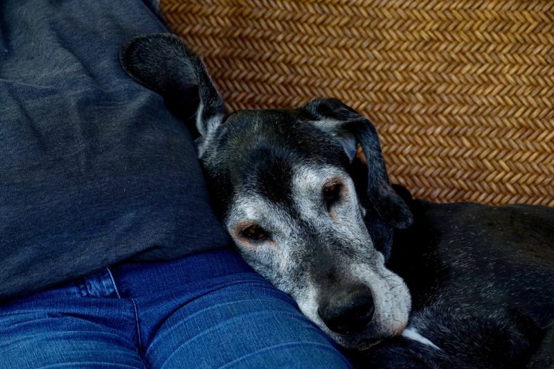 Key Ways to Make Your Home More Comfortable for Your Elderly Pet