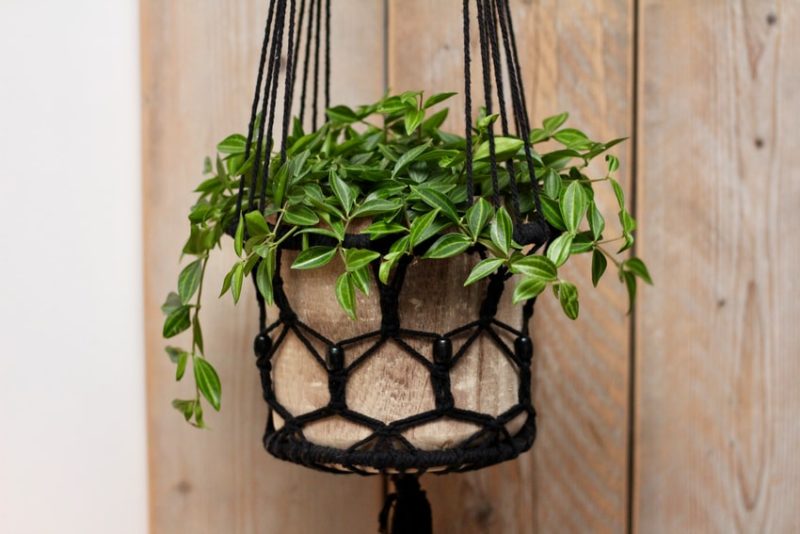 Indoor Hanging Varieties You Can Find at a Plant Delivery Online Store
