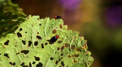 Signs of Common Pests to Watch Out for As the Weather Warms
