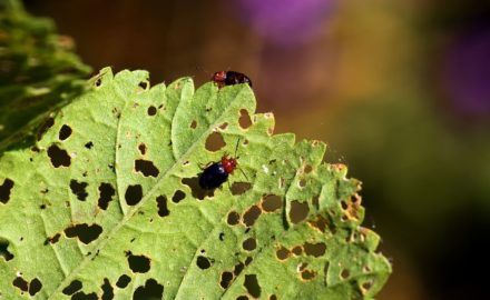 Signs of Common Pests to Watch Out for As the Weather Warms
