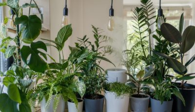 Natural Ways to Improve Indoor Air Quality