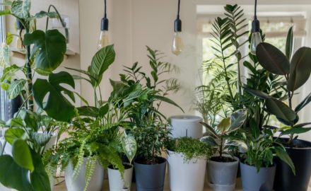 Natural Ways to Improve Indoor Air Quality